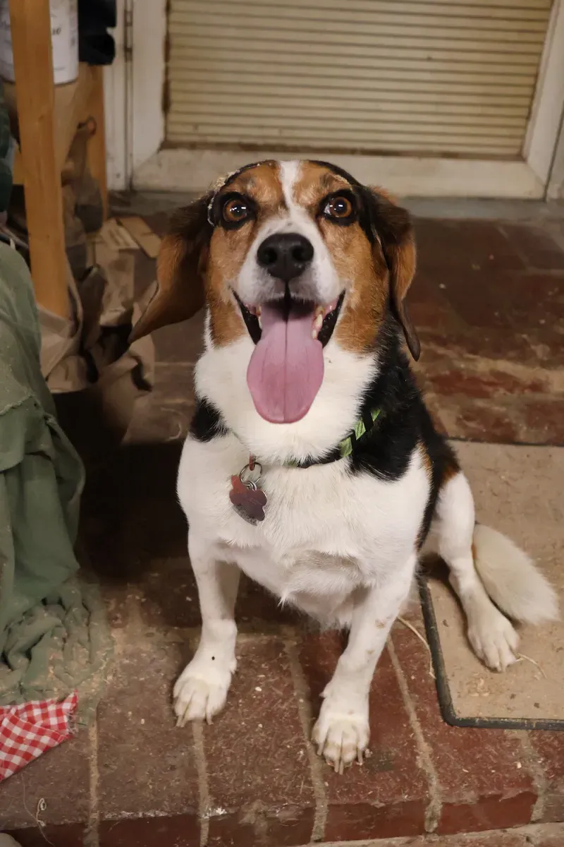 Sims Slabs shop dog sitting in the woodworking workshop